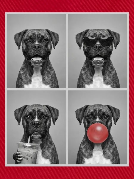 Hunde Boxer Hund