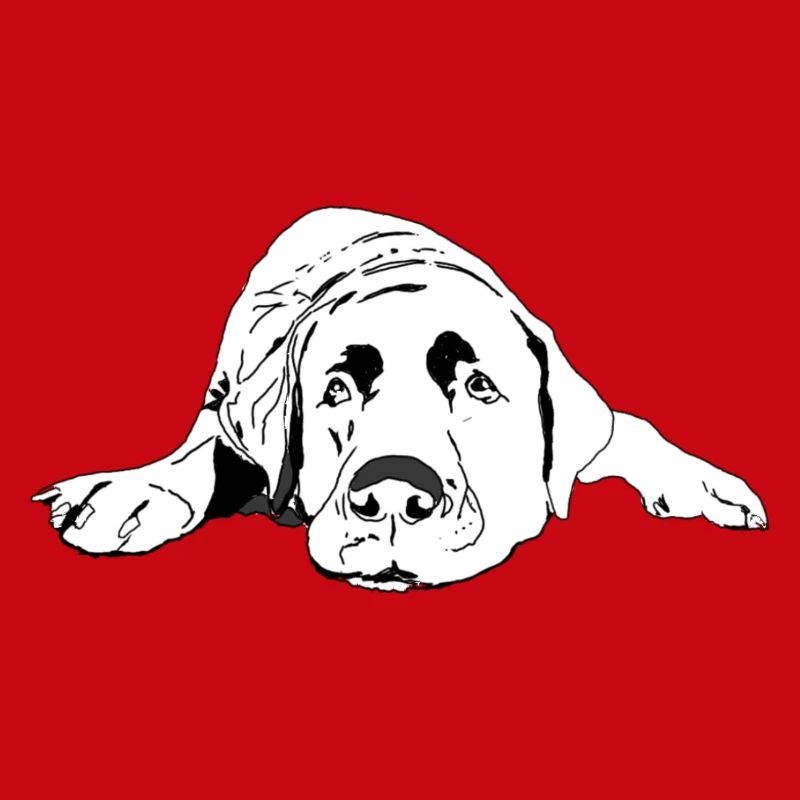 Labrador