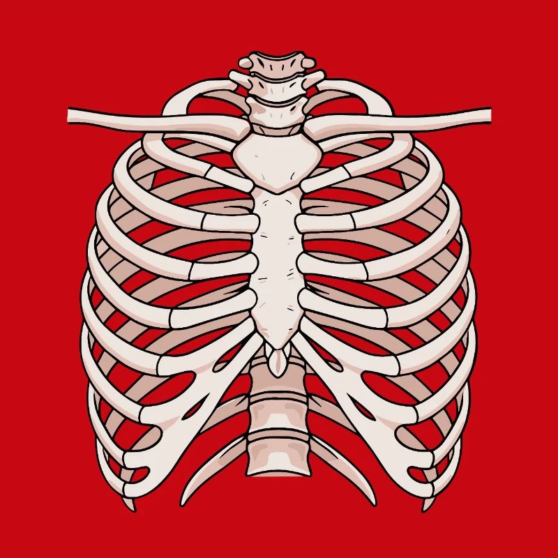 Structure anatomique du sternum et des côtes