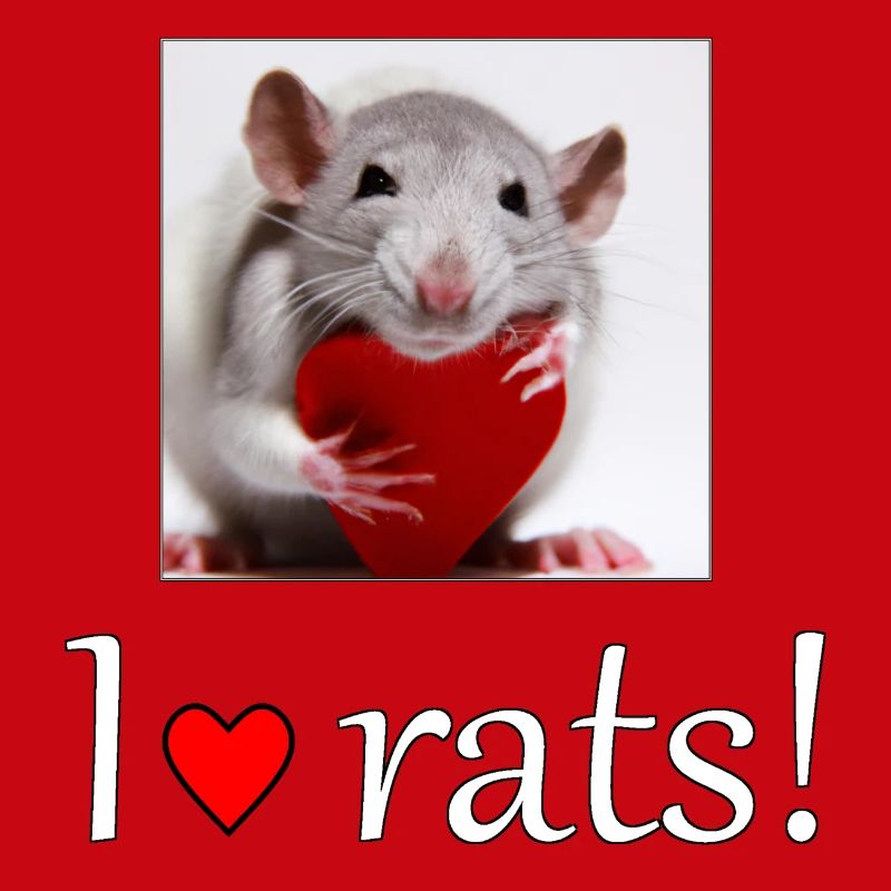 Ratte mit Herz