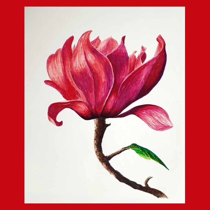 Magnolie