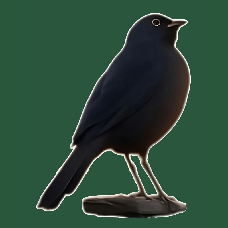 Amsel