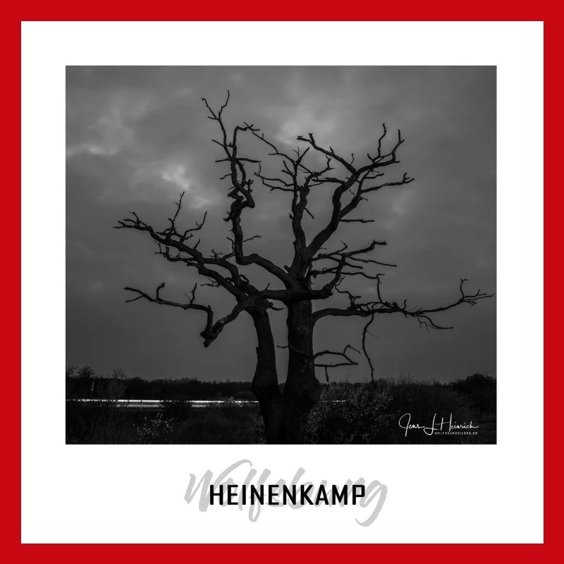 Wolfsburger Baum im Heinenkamp