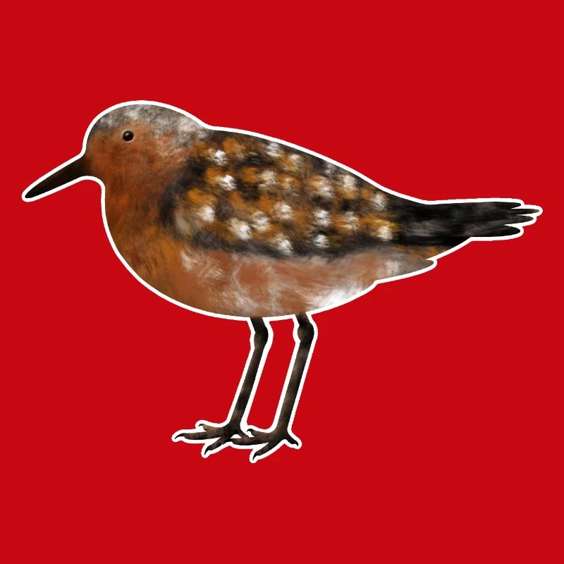 Knutt.1