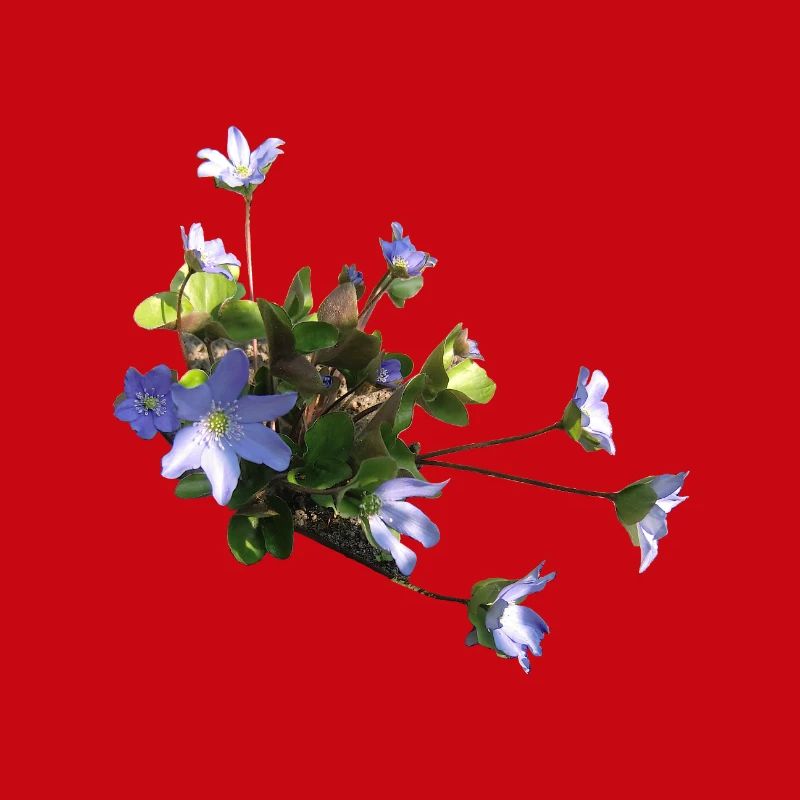 Leberblümchen