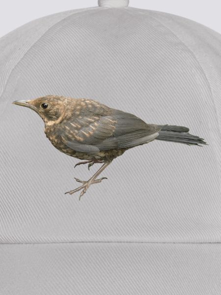 Amsel Jungvogel