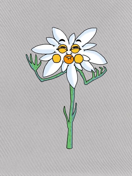 Edelweiss