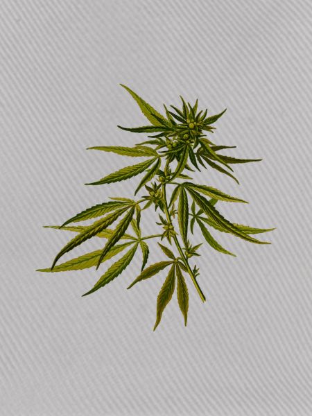 Cannabis