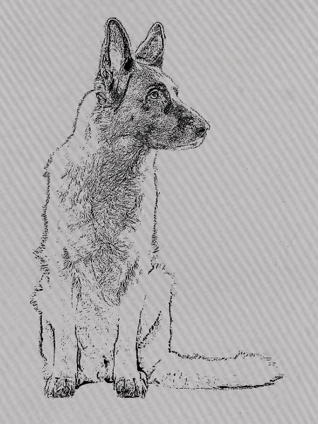 Schäferhund sitzend