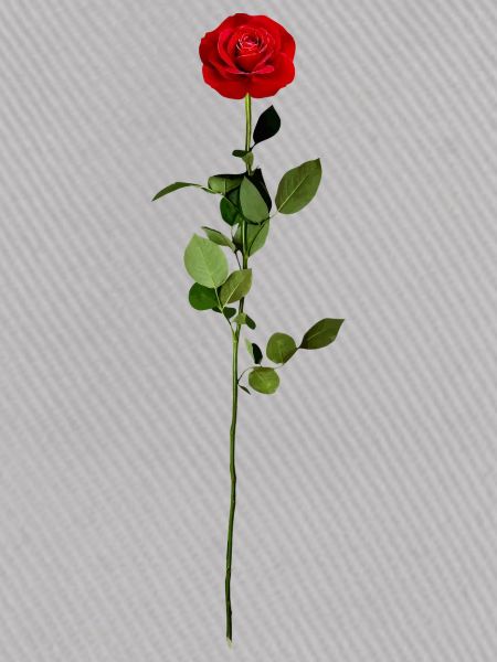 Rote Rose