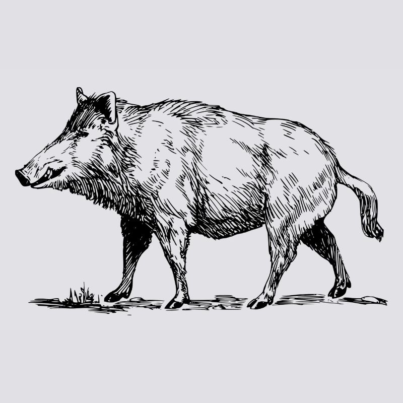 Wildschwein