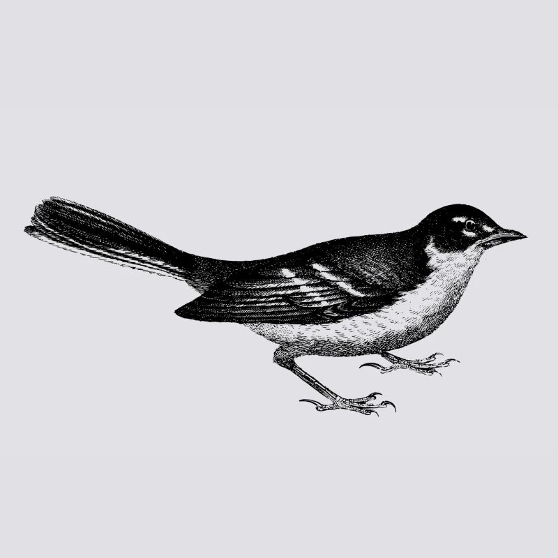 bird