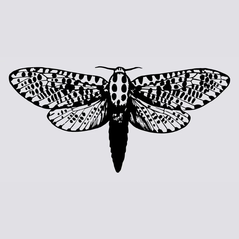 Moth drawing