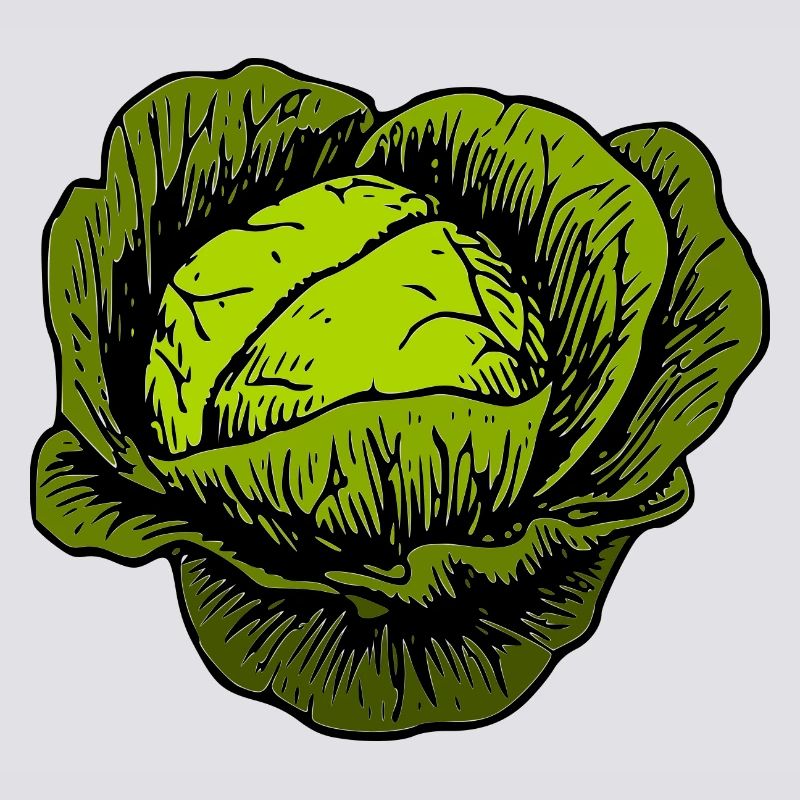 cabbage red cabbage white cabbage cabbage kale veggie gemuese