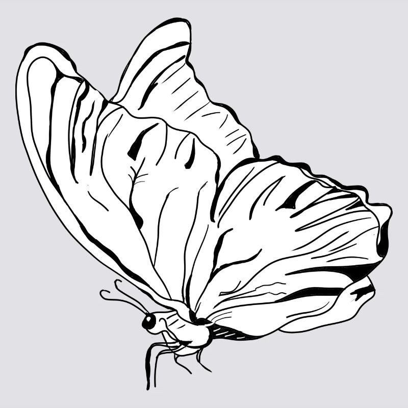 papillon vecter