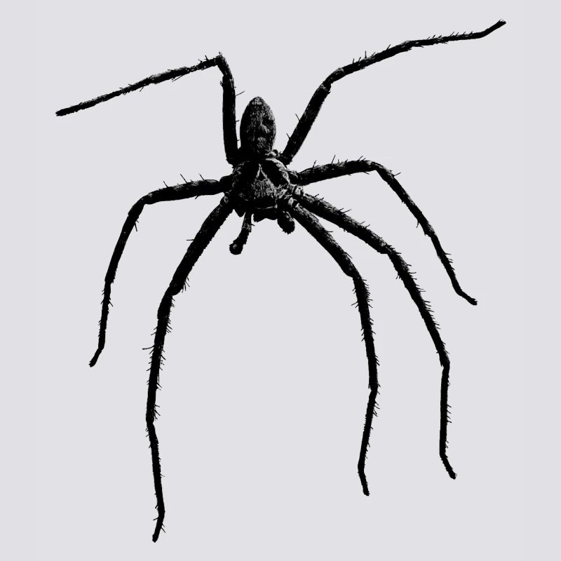 Spider / Black Widow + Skull with spider phobia