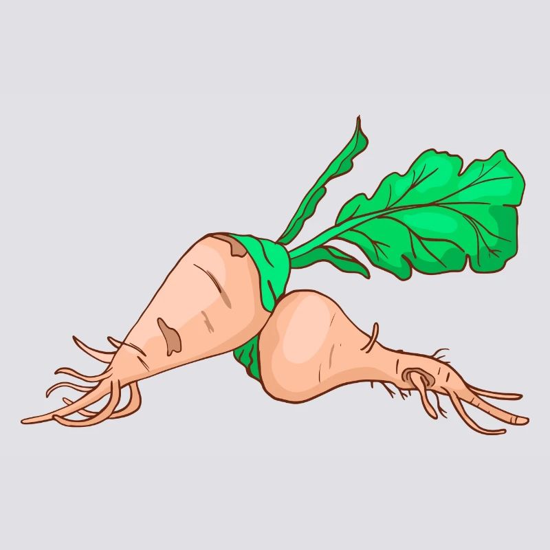 Sugar beet sugar beet