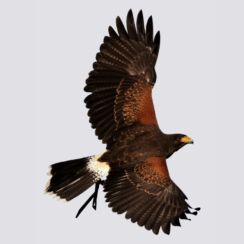Eagle eagle birds voegel bird1