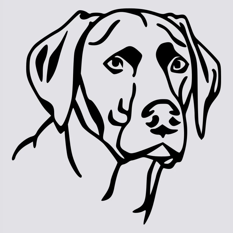 Labrador 2