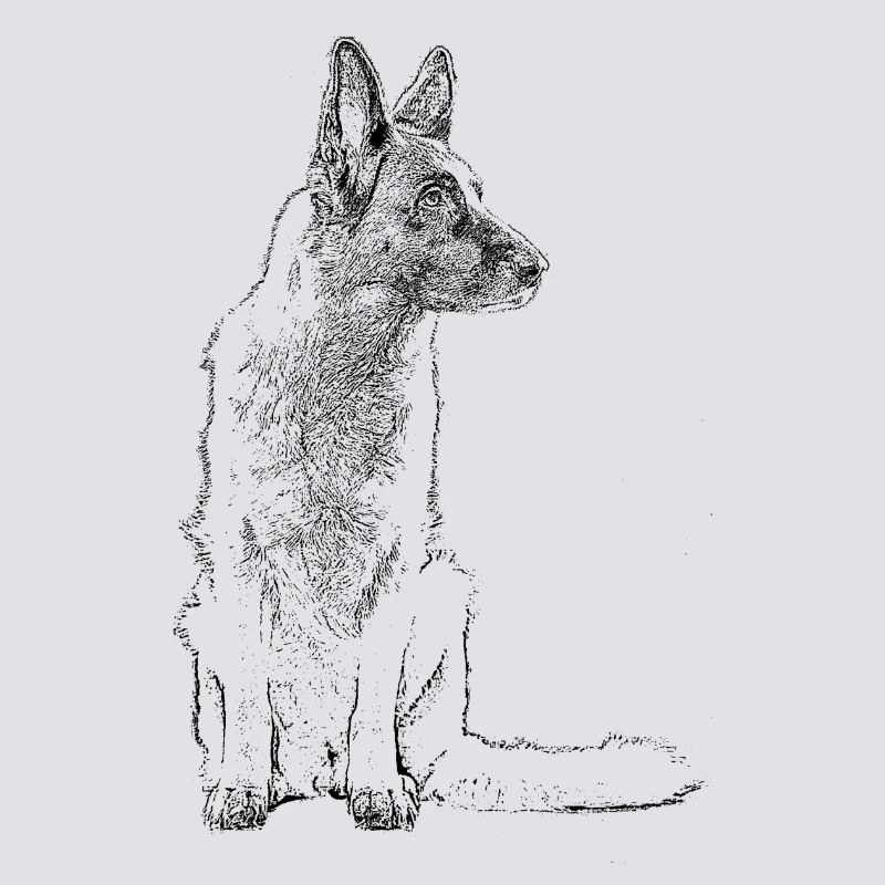 Schäferhund sitzend