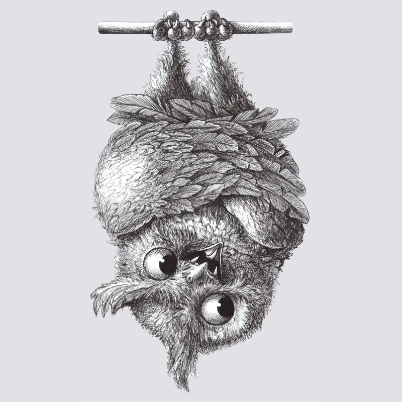 Vampir Eule - Dracula Eule
