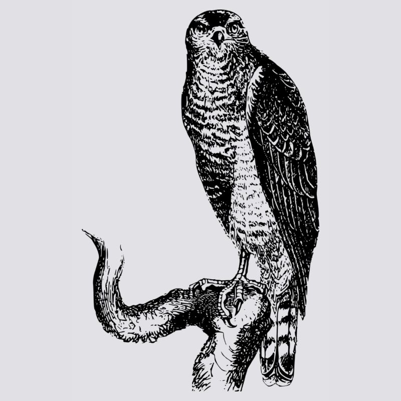 hawk