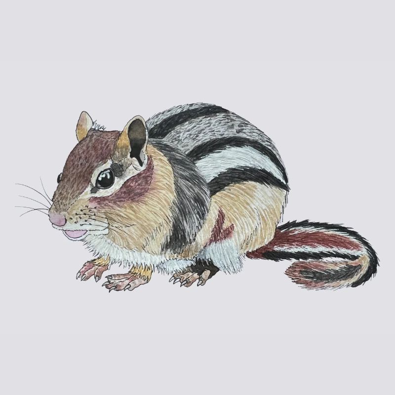Chipmunk Chipmunk Cheek Squirrel Burunduk