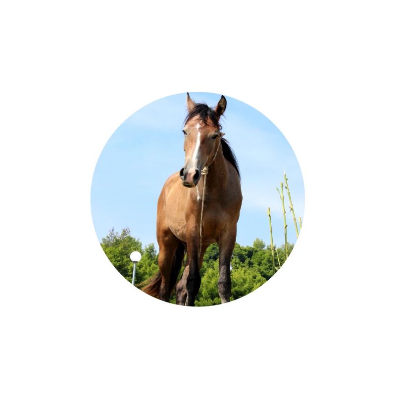 Affiche Cheval Cheval