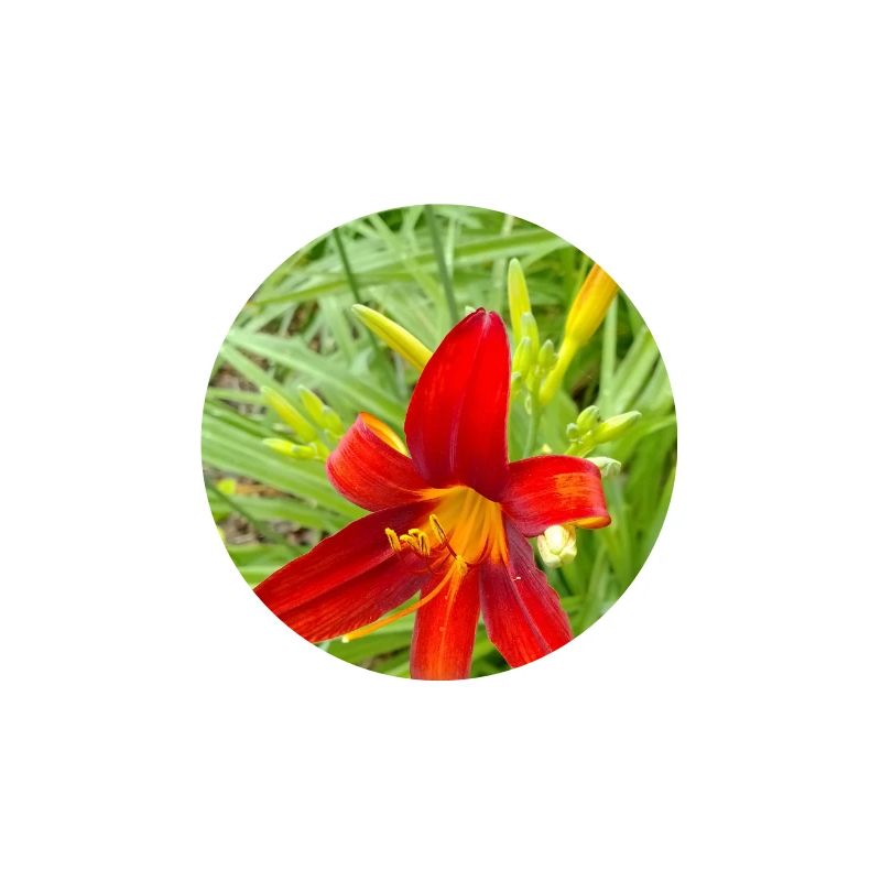 LYS DE FEU