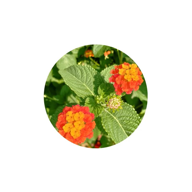Jardin fleuri – Atmosphère colorée