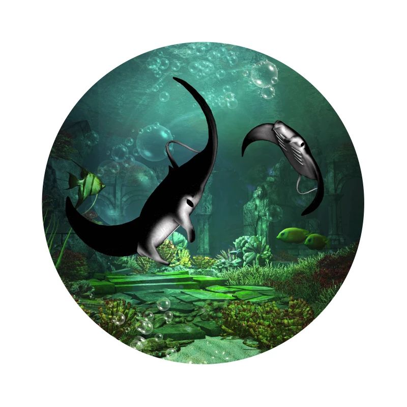 Superbe couverture de rayons sur les basses eaux