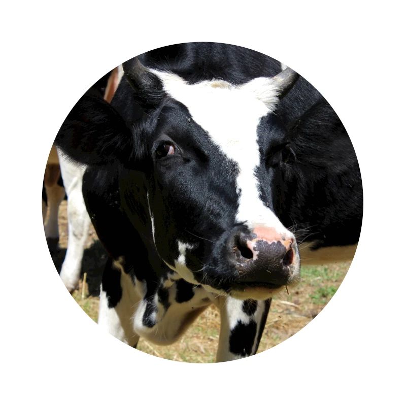 Affiche vache