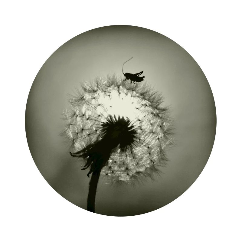 Tiny Planet