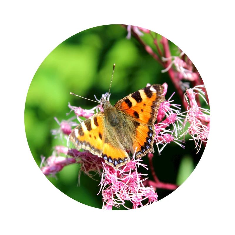 Papillons
