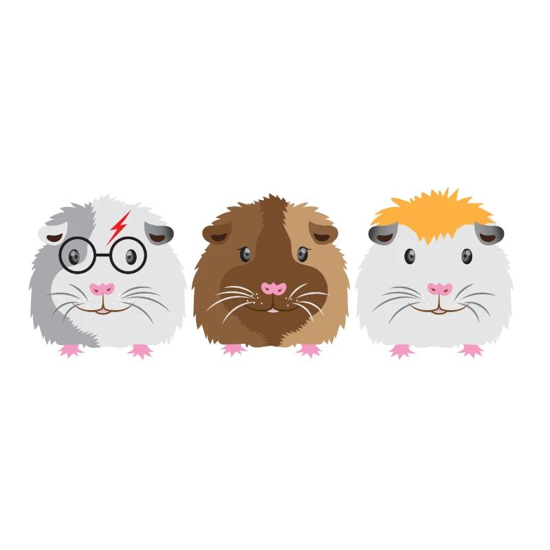 Trois petits cochons d'Inde