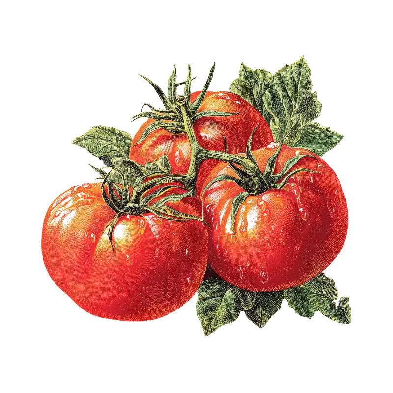 Tomate