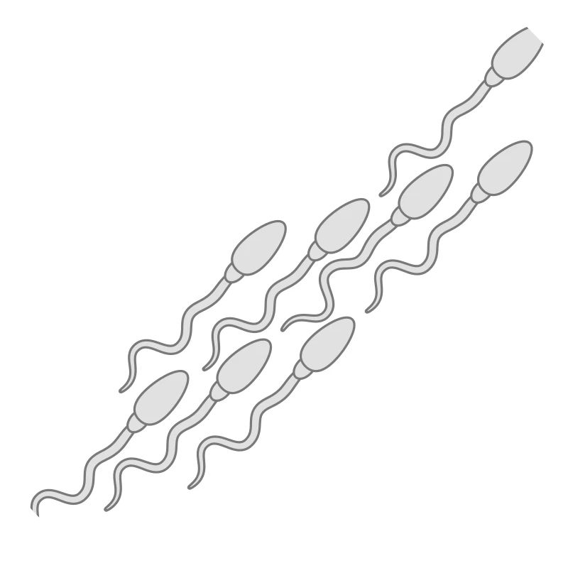 modèle sperme sperme enceinte sperme éjaculation