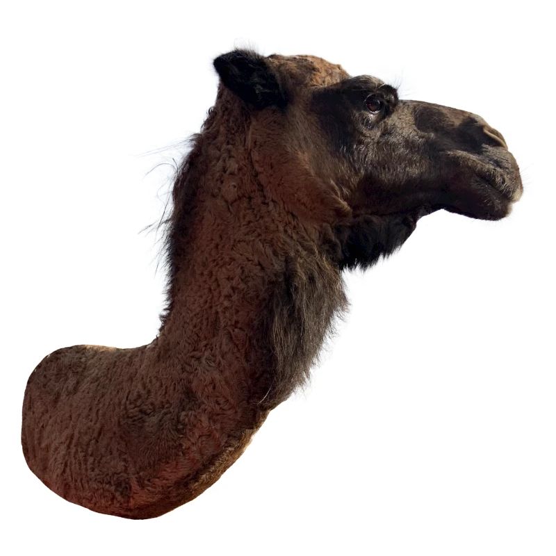 Kamel