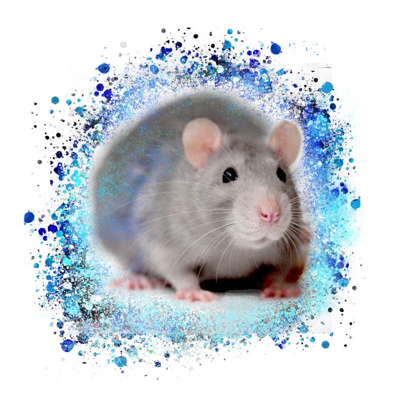 Rat,mouse, rodent,graffiti,painting