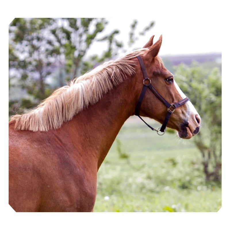 Cheval. Cheval.