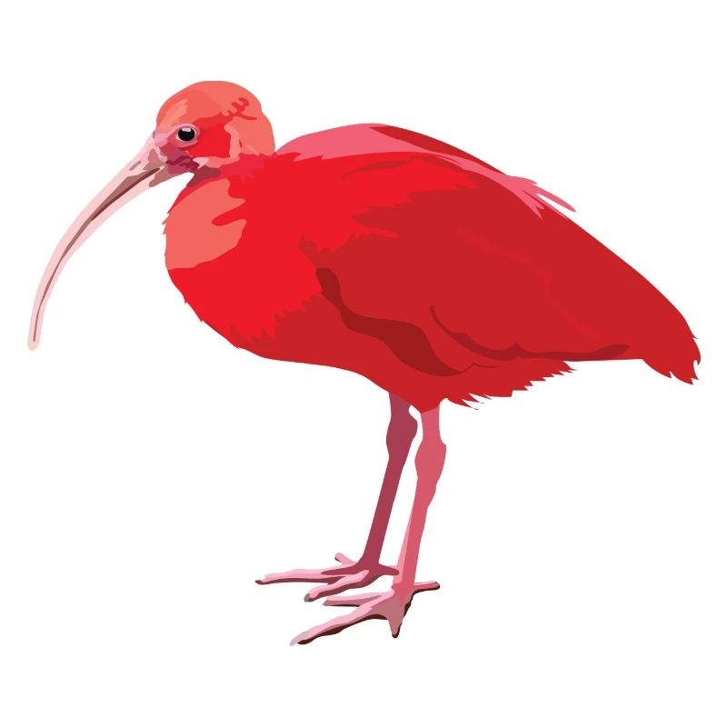 Ibis