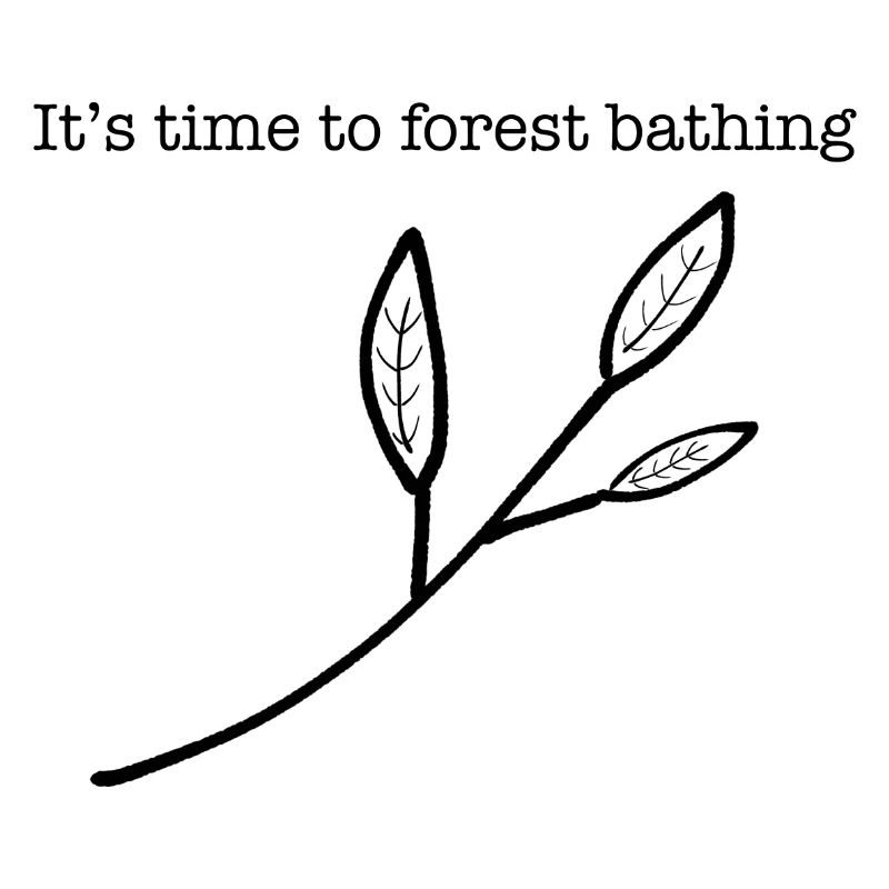C’est l’heure du bain de forêt.
