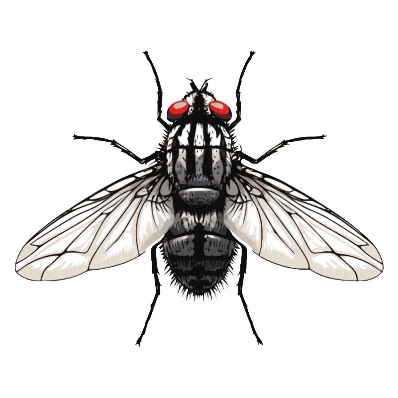 Fly