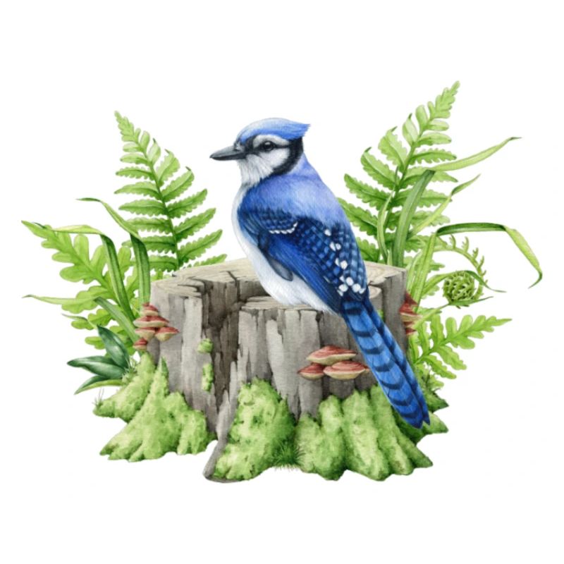 Blue jay