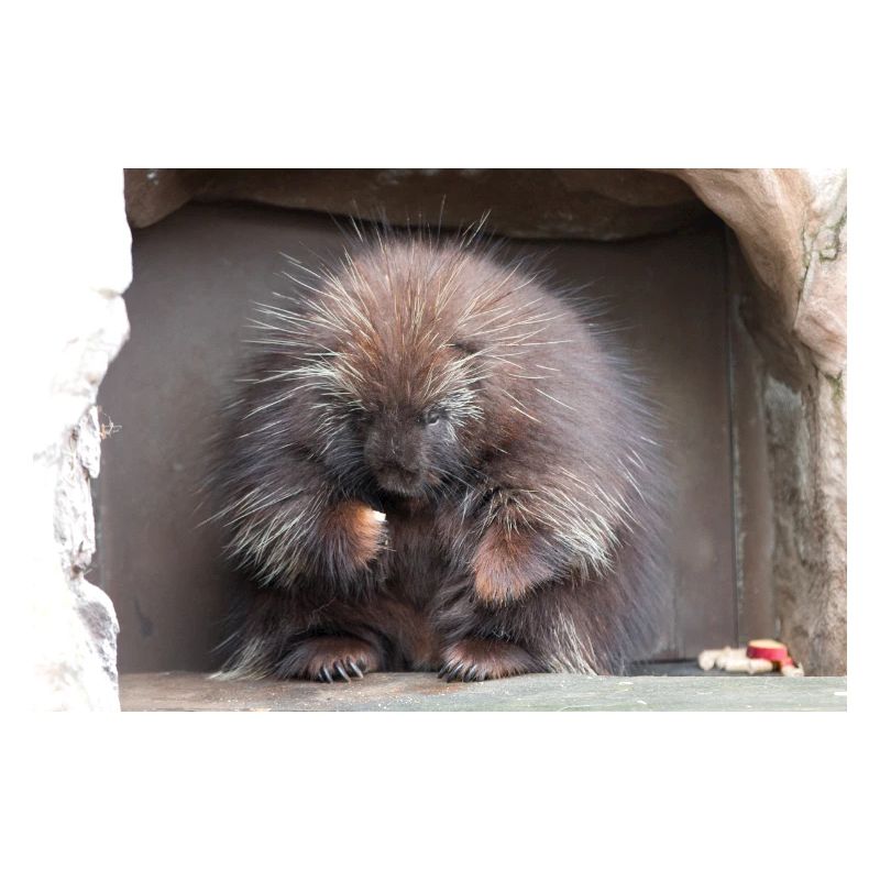 Tree-spined New World porcupines Erethizontidae