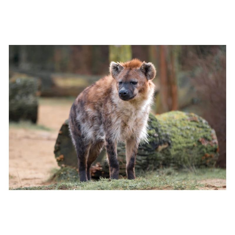 Hyäne oder Hyäne oder Harpyie (auf Deutsch Hyäne) Hyäne