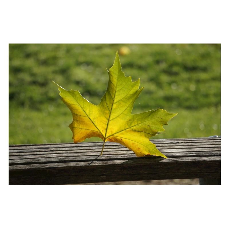 Feuille d’érable solitaire