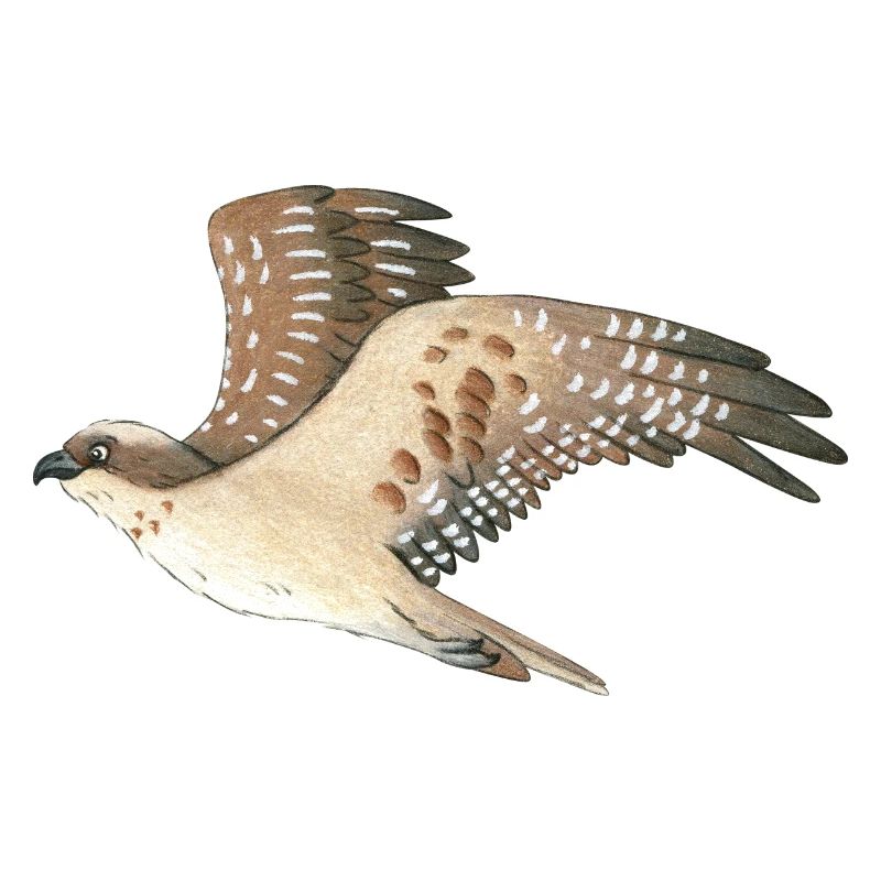 Osprey