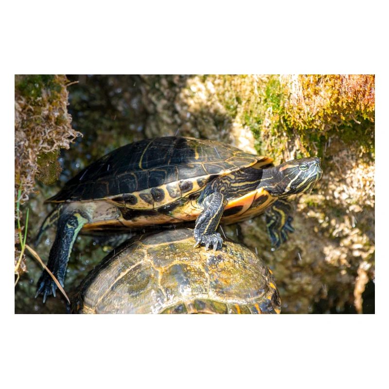 Yellow-bellied slider Trachemys scripta scripta