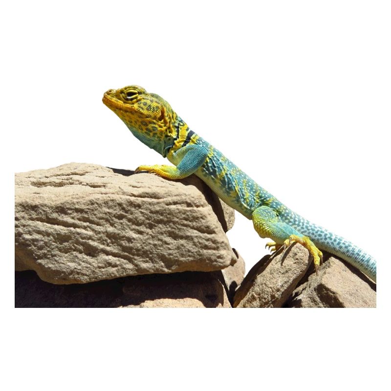 gecko lizard echse eidechse